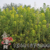 基地行道樹復(fù)葉槭批發(fā) 盆栽庭院 園林綠化 落葉喬木復(fù)葉槭