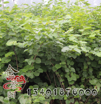 批發(fā)基地紫荊 紫荊小苗 紫荊樹苗批發(fā) 綠化工程 紫荊規(guī)格齊全
