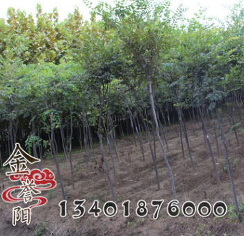 紅櫸工程綠化苗 紅櫸苗 盆栽庭院 園林綠化 行道樹 規格全