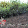紅櫸工程綠化苗 紅櫸苗 盆栽庭院 園林綠化 行道樹 規(guī)格全