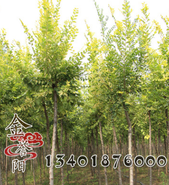 金葉榆批發金葉榆 園林庭院綠化金葉榆苗 小區行道景觀金葉榆苗