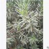 基地批發夾竹桃1.2一.5米高的從生夾竹桃樹苗綠化苗木價格低