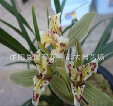 名貴稀有蘭花碧玉素 云南蓮瓣蘭原生老種辦公室植物盆栽室內花卉
