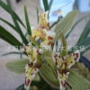 名貴稀有蘭花碧玉素 云南蓮瓣蘭原生老種辦公室植物盆栽室內花卉