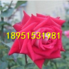 秋冬耐寒花卉 盆栽花卉 品種大花月季 寶粉紅月季花苗