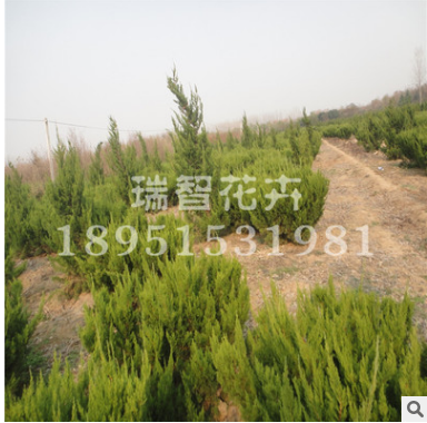 龍柏樹苗 綠化苗木龍柏苗 常綠小喬木 四季常青庭院植物