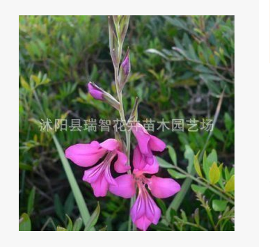 旺胡花卉 特價(jià)促銷 劍蘭種球 劍蘭種球 青骨紅