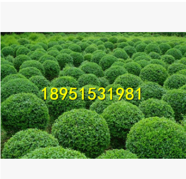庭院行道綠化苗冬青球紅葉石楠球金葉小葉女貞球海桐球紅