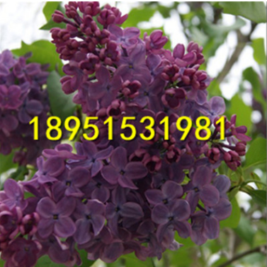 四季丁香花苗 庭院綠化樹苗 陽(yáng)臺(tái)盆栽觀花植物 花香十里