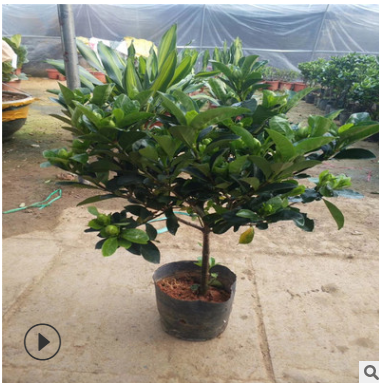 牡丹梔子花苗 大葉梔子花苗帶花苞四季開花帶土發貨綠植盆栽花卉