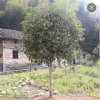 四季桂花樹苗 盆栽植物 陽臺花卉 帶花 濃香型 庭院金桂1-20公分