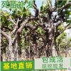 批發(fā)葡萄小苗各類果樹苗品種齊全 庭院盆栽南方北方地栽種植