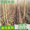 產(chǎn)地直銷楊樹(shù)苗 優(yōu)質(zhì)速生楊樹(shù)苗 綠化苗楊樹(shù) 量大從優(yōu) 規(guī)格齊全