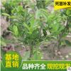 山東自產(chǎn)自銷橘子苗 桔子樹(shù)苗 果樹(shù)砂糖橘現(xiàn)貨批發(fā)