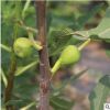 山東自產(chǎn)自銷家庭結(jié)果苗木三公分東北無(wú)花果樹(shù)苗批發(fā)