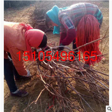 山東自產(chǎn)自銷占地用葡萄苗木 成活率高巨峰葡萄苗批發(fā) 直供東北
