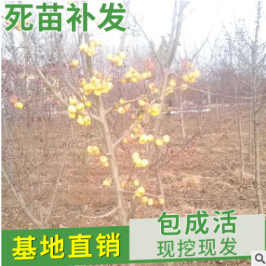 山東自產(chǎn)自銷 長壽果樹苗品種 冬紅果樹苗批發(fā)