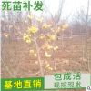 山東自產(chǎn)自銷 長(zhǎng)壽果樹(shù)苗品種 冬紅果樹(shù)苗批發(fā)