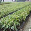 批發菩提樹種子 各種林木種子最新價格 當年實采 正品保證