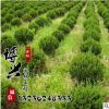 基地批發工程綠化苗龍柏球 龍柏 地被植物綠籬常青苗 規格齊全