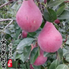 直銷果樹苗意大利黑梨優質嫁接梨樹苗梨樹小苗品種全量大從優