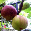 批發果苗布蘭瑞克無花果苗庭院果樹苗盆栽無花果小苗量大從優