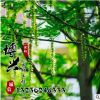 基地直銷供應各種樹苗 優質楓楊樹苗 速生行道樹 規格齊全楓楊