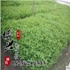 大量供應紅王子錦帶苗 金葉錦帶 園林綠化用苗批發 量大從優