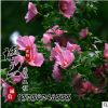 觀花型園林綠化苗木批發 優質小樹苗苗圃供應規格全 獨桿木槿花苗