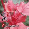 大量供應各種規格小樹苗 優質紅葉楊工程苗木批發 質量上乘價格優