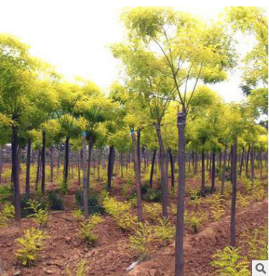 基地供應黃金槐小樹苗 規格齊全工程綠化苗木 速生易成活槐樹苗