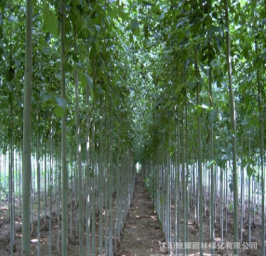 優質綠化工程苗木批發 白蠟樹價格 量大從優