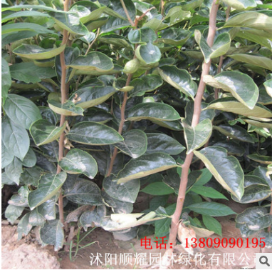 批發 柿子樹苗嫁接苗南方北方種植甜柿子樹苗庭院地栽盆栽柿子苗