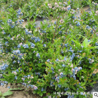 基地地栽果樹苗木 藍莓樹苗 庭院種植果樹苗