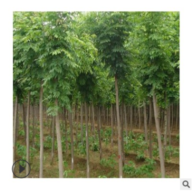直銷2米白蠟苗 批量供應(yīng)白蠟樹苗 速生白蠟 規(guī)格齊全 綠化樹苗