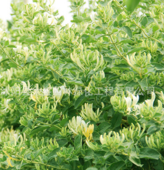 批發金銀花苗 耐寒 金銀花苗木 四季金銀花種苗兩 量大送貨 舉報