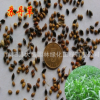 批發(fā)優(yōu)質(zhì)牧草種子 蘇丹草種子 蘇丹草凈籽 品種齊全 量大優(yōu)惠