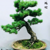 批發(fā) 大板松盆景 無針松造型盆景 羅漢松 室內花卉盆栽規(guī)格齊全