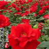 直銷藤本月季攀援大花薔薇栽月季玫瑰爬藤大苗大苗品種