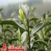 多年生茶花種子茶樹種子盆栽油茶種子當年新采發芽率高量大從優