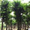 造型大葉榕多年樹齡 宏景園林種植基地 供應批發雄偉粗壯庭蔭樹