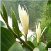 批發 花卉盆栽 白蘭花 白蘭花苗 香味持久 蘭花苗