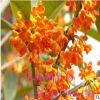 出售.桂花 桂花樹 庭院別墅 四季桂花 金桂 丹桂 沉香桂 四季桂