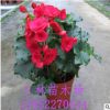 批發 盆栽花卉 玫瑰海棠 麗格海棠 盆栽 四季海棠
