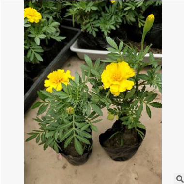 供應孔雀草 黃金菊 大花金雞菊 三色堇 長春花 鼠尾草 一串紅