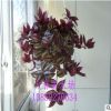 室內盆栽花卉/觀葉垂吊植物 吊竹梅 吊竹蘭 凈化空氣 可水培