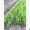 水生植物基地 黃菖蒲 再力花 凈化水質 池塘綠化 花葉菖蒲
