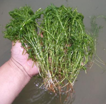 輪葉黑藻 伊樂藻 苦草 水生植物 河道綠化 燈籠微 大量供應