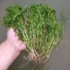 輪葉黑藻 伊樂藻 苦草 水生植物 河道綠化 燈籠微 大量供應