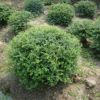基地直銷 火棘球 小苗 銀姬水蠟球 園林綠化工程苗木 批發價格